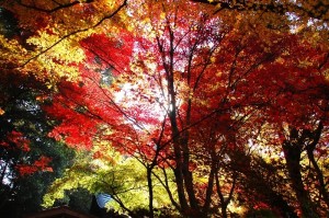 あまりにも鮮やかな 日本の秋ですね